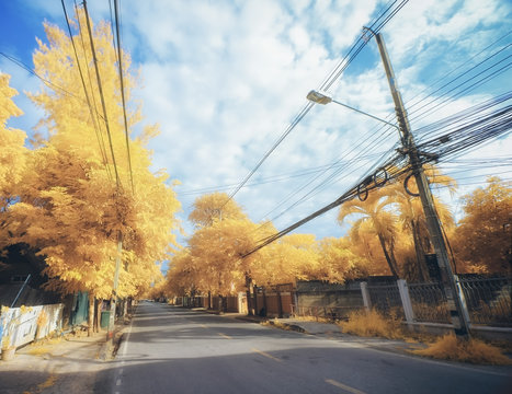 autumn road beautiful colored trees, chiang mai thailand