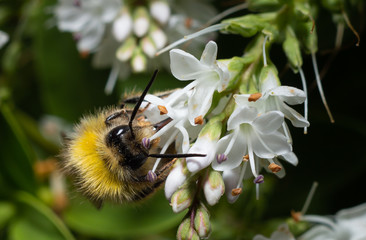 bumblebee on a flower