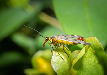 yellow insect on a flower
