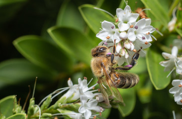 macro from a wild honeybee