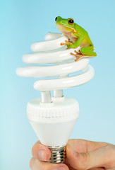 Frog on lamp