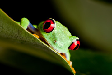 Red eyed frog on a leaf