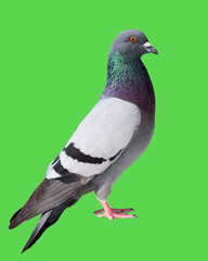 Pigeon in flight isolated on Green background
