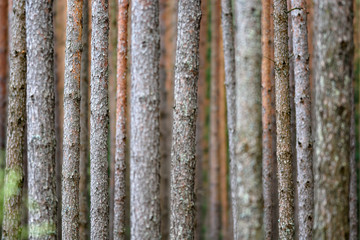 Fototapeta premium Monoculture pinus forest background