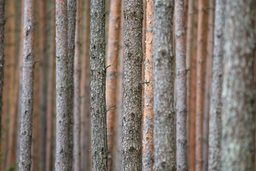 Monoculture pinus forest background