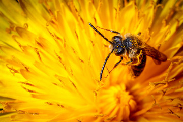 Insect in a flower.