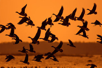 Flock of migrating Geese flying over natural background