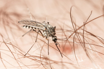 Mosquito bite.