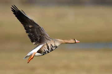 Wild Goose in flight over natural background