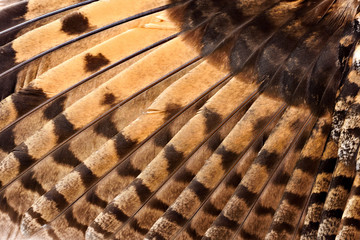 Wing of an Owl close up. - 207719364
