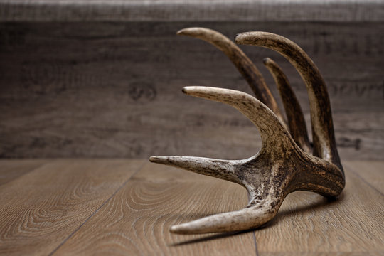 Shed Antler of the Red Deer laying on the floor.