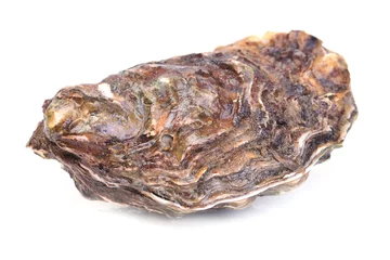 Rolgordijnen Fresh oyster © valeriy555