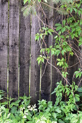 beautiful liana green grapes and wild wild grass on an old dark wooden background, frame for text