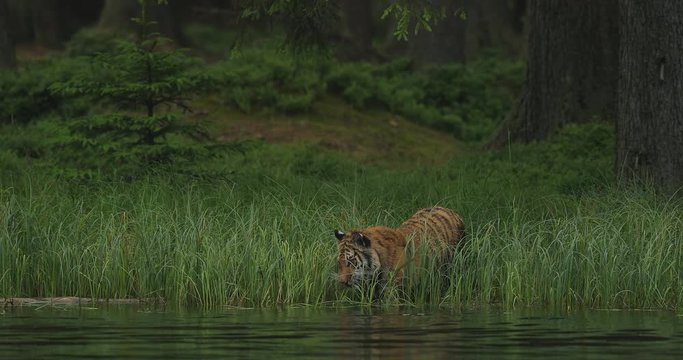 Amur tiger in the river water. Dangerous animal, taiga, Russia. Big animal in green forest. Siberian wild cat walking in nature habitat.