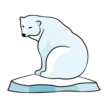 Polar bear on an ice floe on a white background.