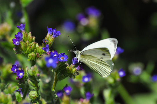 The green-veined white (Pieris napi) butterfly on meadow. Big white butterfly collecting nectar on wild flowers