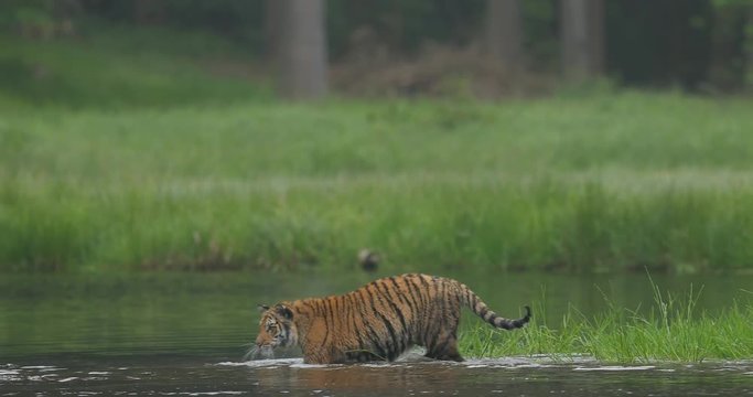 Amur tiger in the river water. Dangerous animal, taiga, Russia. Big animal in green forest. Siberian wild cat walking in nature habitat.
