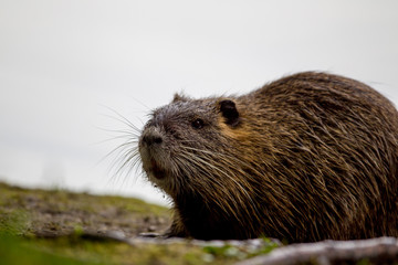 Nutria (Myocastor coypus) im Naturschutzgebiet Mönchbruch bei Mörfelden in Hessen, Deutschland, Europa.