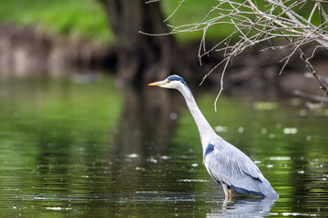 Graureiher (Ardea cinerea) im Naturschutzgebiet Mönchbruch bei Mörfelden in Hessen, Deutschland, Europa.