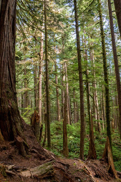 M&auml;chtige B&auml;ume im Avatar Grove bei Port Renfrew auf Vancouver Island, British Columbia, Kanada.