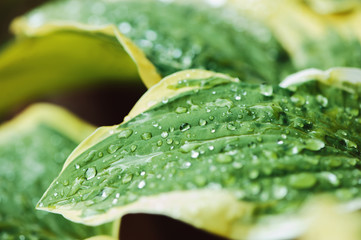 close up of hosta leaves with water drops. Selective focus.