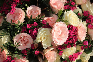 Pink and white roses