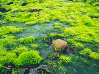 Green seaweed and algae on rocks