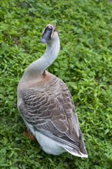 swan goose - Anser cygnoides close up in the garden