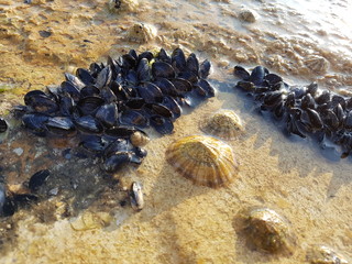 Moules sur un rocher © Dominique BIDON