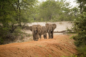 a group of elephants