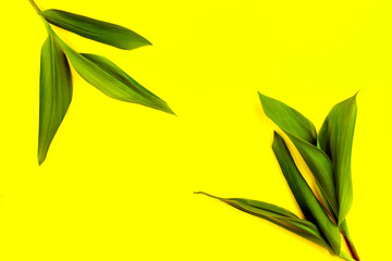 Fototapeta na wymiar Green leaf on yellow background, flat lay, top, view, punchy pastel, duo tone