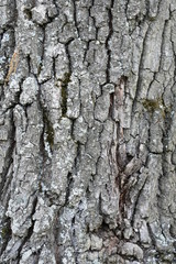 stark relief rough gray-brown texture, natural bark of old oak interspersed with moss