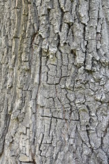 stark relief rough gray-brown texture, natural bark of old oak interspersed with moss