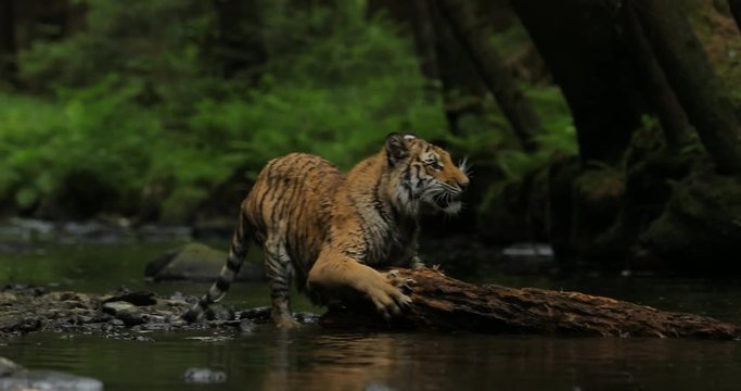 Amur tiger in the river water. Dangerous animal, taiga, Russia. Big animal in green forest. Siberian wild cat walking in nature habitat.