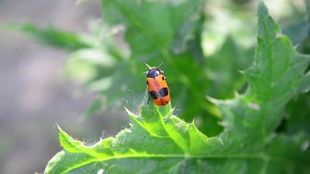 Clytra quadripunctata, Four spotted leaf beetle