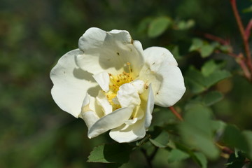 beautiful flower white wild rose with buds and leaves close-up on soft blurred background