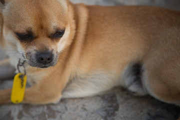  A beautiful domestic dog, a chihuahua, was laid out at home on the floor.