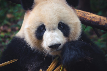 One adult giant panda eating a bamboo stick in close up portrait during day © pascalkphoto