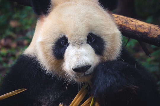 Fototapeta One adult giant panda eating a bamboo stick in close up portrait during day