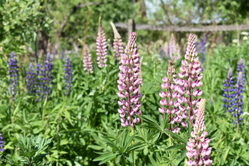 beautiful flowers pink and purple lupines close-up on soft blurred green leaf and grass background