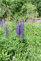 Obraz premium beautiful flowers purple lupines close-up on soft blurred green leaf and grass background