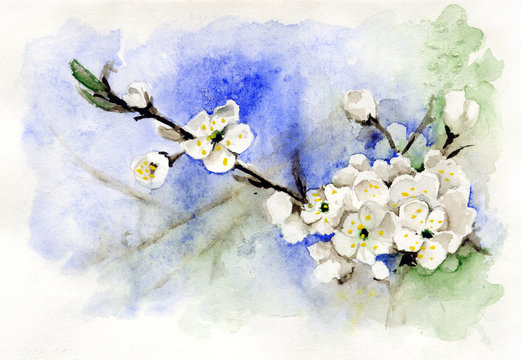 Sakura or cherry blossom / Watercolor drawing with a cherry blossom branch