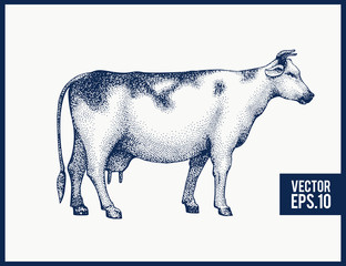 Graphical cow silhouette. Vector hand drawn cow illustration. Vintage style.