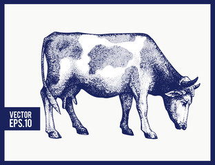 Graphical cow silhouette. Vector hand drawn cow illustration. Vintage style.