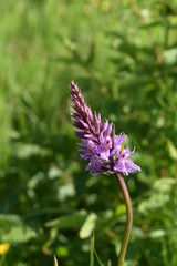 close-up of a forest lilac flower with green leaves on a summer evening, on a soft blurred background