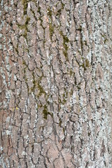 beautiful embossed gray-brown texture, natural bark of old oak interspersed with moss