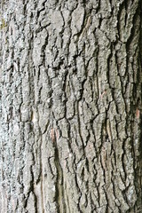 beautiful embossed gray-brown texture, natural bark of old oak interspersed with moss