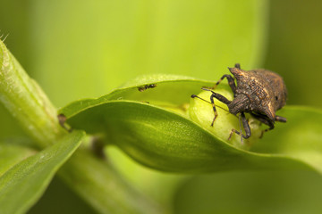 Stink bug, Pentatomidaey, Aarey milk colony Mumbai , India