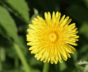 Yellow dandelion flower