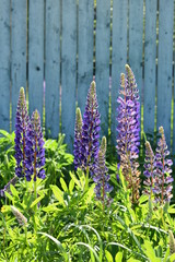 Obraz premium beautiful flowers purple lupines with luxurious green leaves on a soft blue blurred background